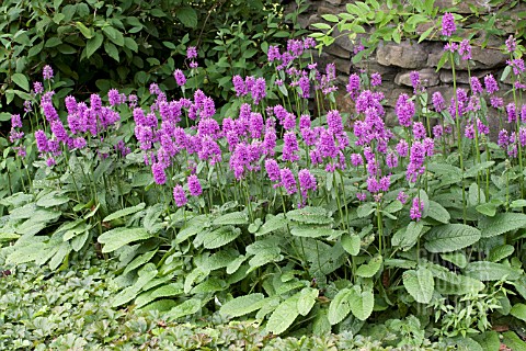 STACHYS_MACRANTHA_HUMMELO