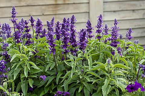 Salvia Farinacea Evolution