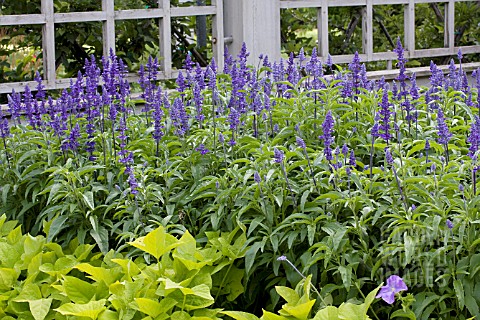 SALVIA_FARINACEA_VICTORIA_BLUE