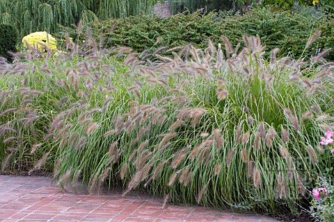 PENNISETUM_ALOPECUROIDES_RED_HEAD