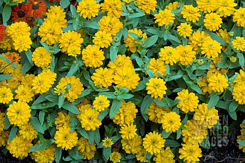 Zinnia yellow