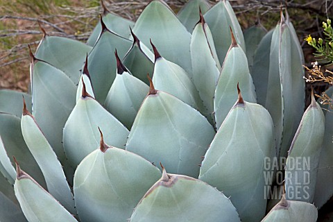 AGAVE_PARRYI