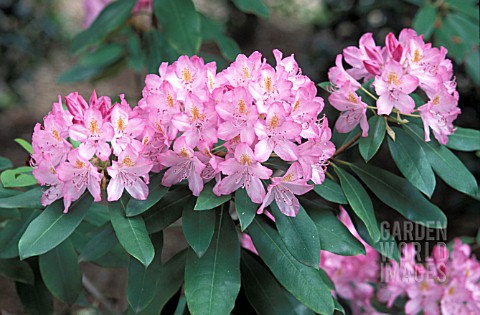 RHODODENDRON_CATAWBIENSE