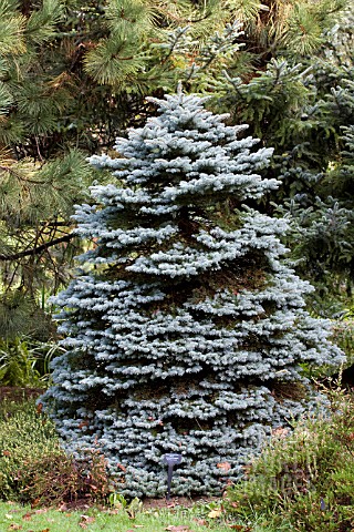 PICEA_PUNGENS_MONTGOMERY