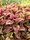 COLEUS INDIAN SUMMER