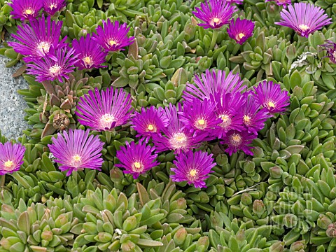 DELOSPERMA_JOHN_PROFFITT