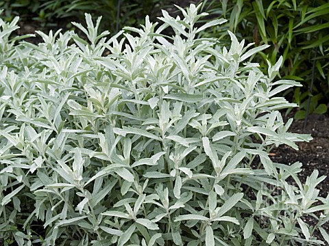 ARTEMISIA_LUDOVICIANA_SILVER_KING