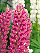 LUPINUS POLYPHYLLUS CAMELOT RED