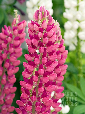 LUPINUS_POLYPHYLLUS_CAMELOT_RED
