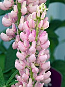 LUPINUS POLYPHYLLUS CAMELOT ROSE