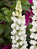 LUPINUS POLYPHYLLUS CAMELOT WHITE
