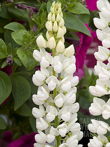 LUPINUS_POLYPHYLLUS_CAMELOT_WHITE