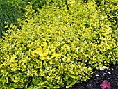 EUONYMUS FORTUNEI EMERALD  N GOLD