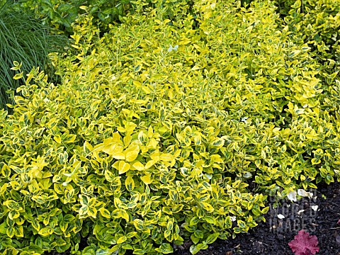 EUONYMUS_FORTUNEI_EMERALD__N_GOLD