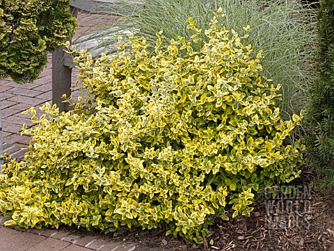 EUONYMUS_FORTUNEI_EMERALD__N_GOLD