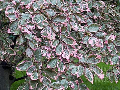 FAGUS_SYLVATICA_TRICOLOR