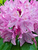 RHODODENDRON ENGLISH ROSEUM