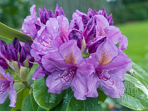 RHODODENDRON_LEES_DARK_PURPLE