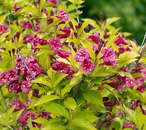 WEIGELA_OLYMPIADE_BRIANT_RUBIDOR