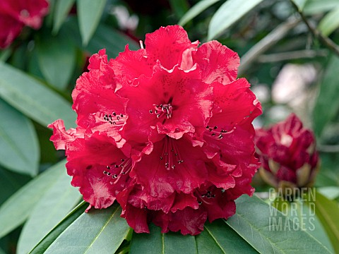 RHODODENDRON_GRACE_SEABROOK