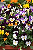 MIXED VIOLA IN CONTAINERS