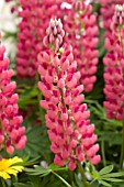 LUPINUS POLYPHYLLUS CAMELOT ROSE