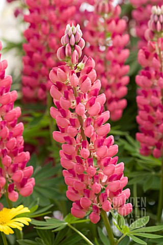 LUPINUS_POLYPHYLLUS_CAMELOT_ROSE