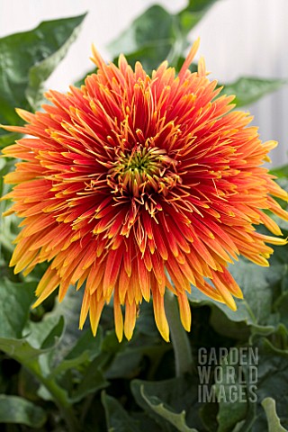 GERBERA_SPINNERS_RED_GOLD