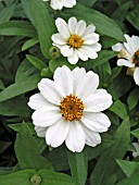 ZINNIA PROFUSION WHITE(YOUTH AND OLD AGE)