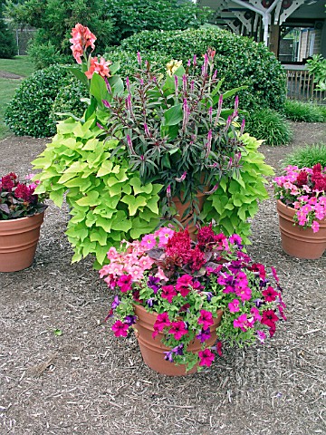 MIXED_PLANTING_IN_CONTAINERS