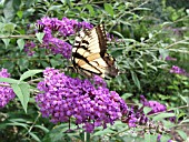 BUTTERFLY ON BUDDLEIA
