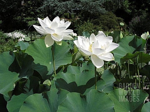 NELUMBO_NUCIFERA_ALBA_GRANDIFLORA_SACRED_LOTUS