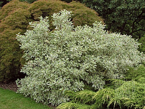 CORNUS_ALBA_ELEGANTISSIMA