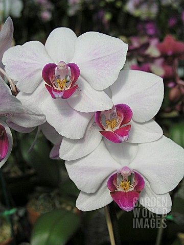 PHALAENOPSIS_ORCHID_ABYLOS