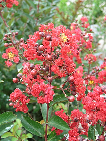 LAGERSTROEMIA_RED_ROCKET