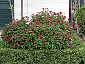 PENTAS LANCEOLATA BUTTERFLY RED