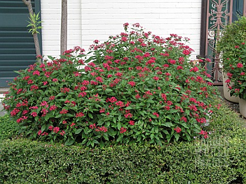 PENTAS_LANCEOLATA_BUTTERFLY_RED
