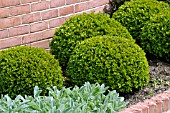 BUXUS MICROPHYLLA, (CLIPPED BOX BALLS)