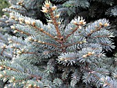 PICEA PUNGENS FOLIAGE