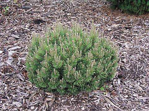 PINUS_MUGO_MOPS_DWARF_MOUNTAIN_PINE