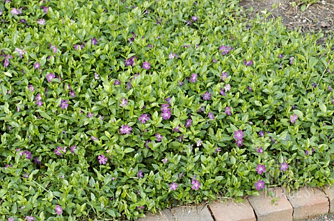 VINCA_MINOR_ATROPURPUREA