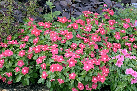 CATHARANTHUS_ROSEUS_PACIFICA_CHERRY_RED