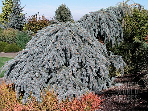 PICEA_PUNGENS_THE_BLUES