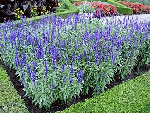 http://www.gardenworldimages.com/ImageThumbs/BEP5422/3/BEP5422_SALVIA_FARINACEA_VICTORIA_BLUE.jpg