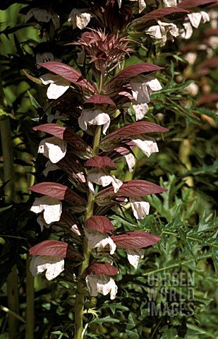 ACANTHUS_SPINOSUS__CLOSE_UP_FLOWERS