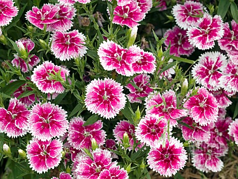 DIANTHUS_IDEAL_SELECT_WHITEFIRE
