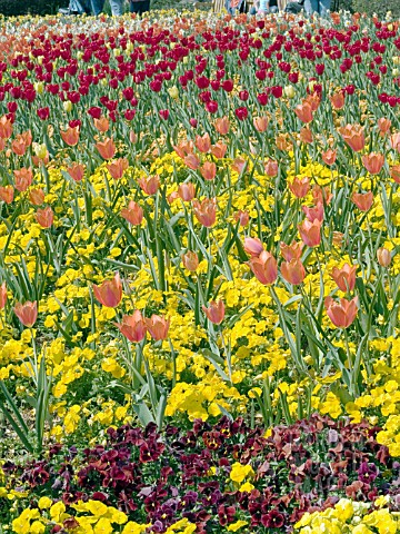 TULIPA_UNERPLANTED_WITH_VIOLA_MIX