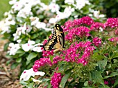 PENTAS LANCEOLATA WITH BUTTERFLY
