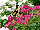 PENTAS LANCEOLATA WITH BUTTERFLY