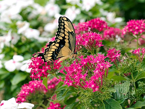 PENTAS_LANCEOLATA_WITH_BUTTERFLY